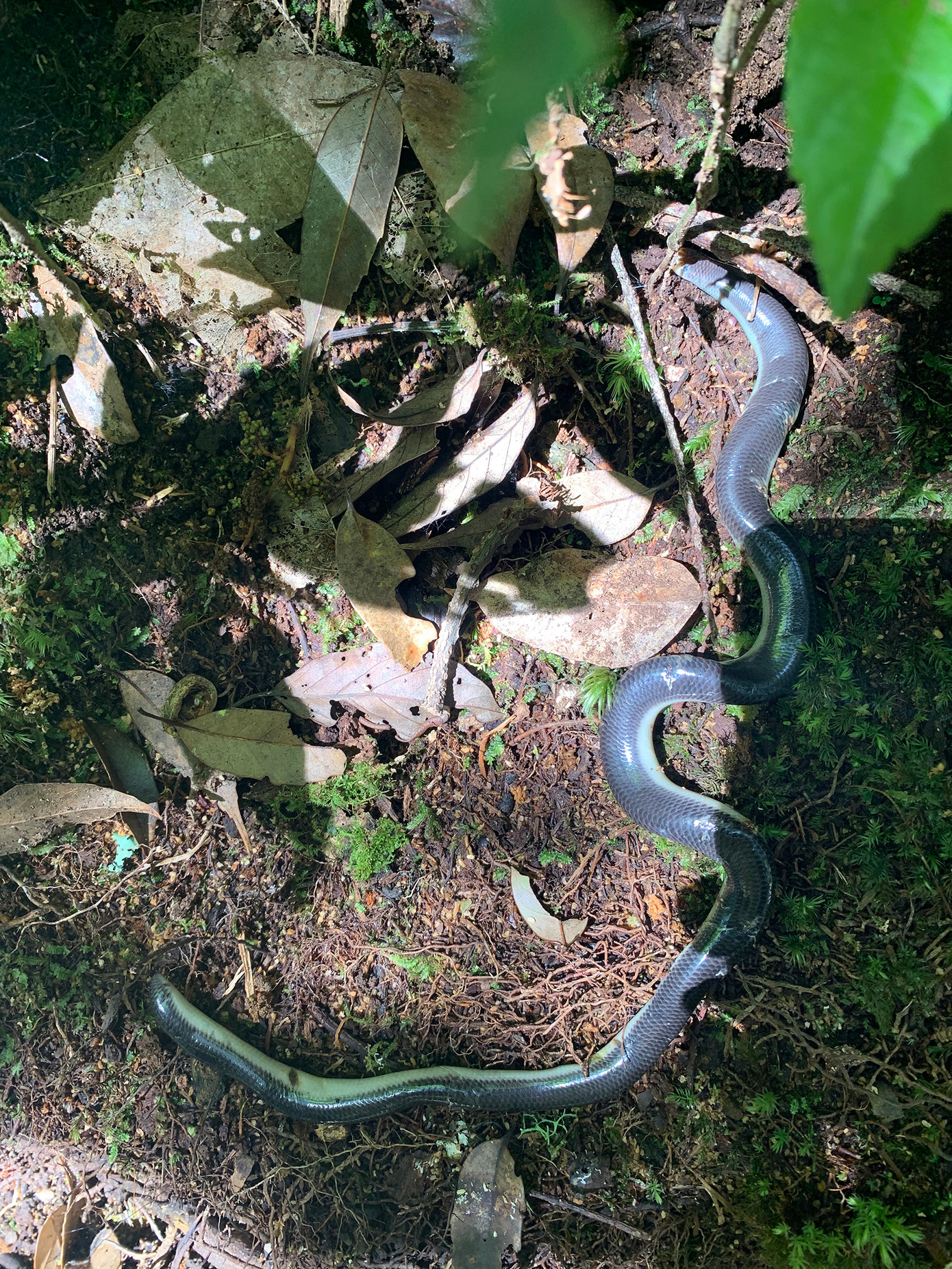 Bắt gặp rắn trên đường lên Cổng trời