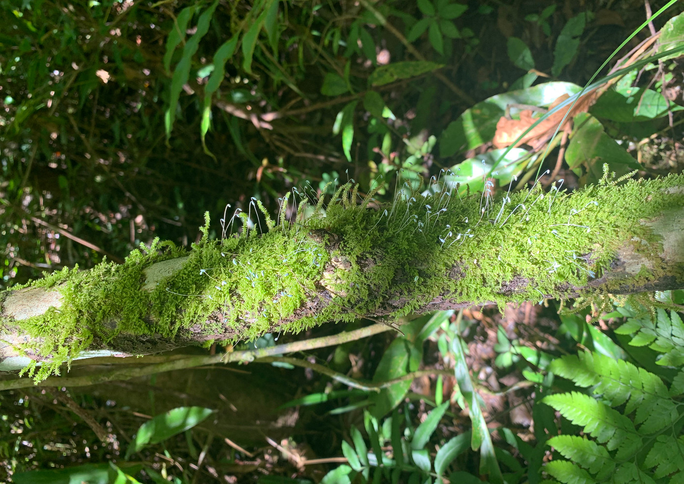 Nhành cây phủ đầy rêu rất đẹp