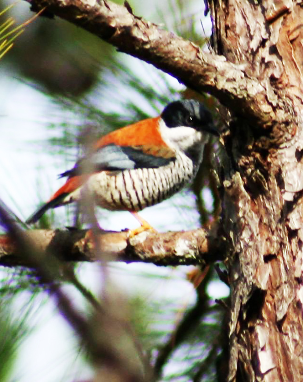 Khướu hông đỏ