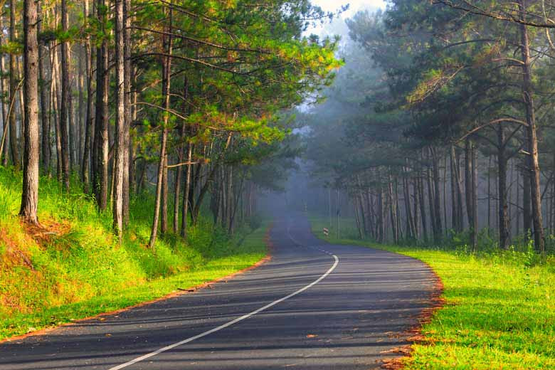 Rừng thông Đà Lạt (Ảnh: Võ Trang)