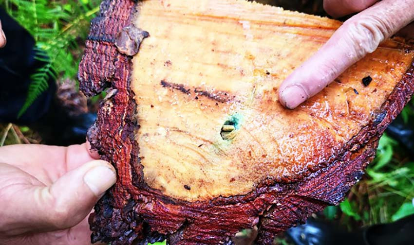 Lỗ khoan có chứa hóa chất trên thân cây thông