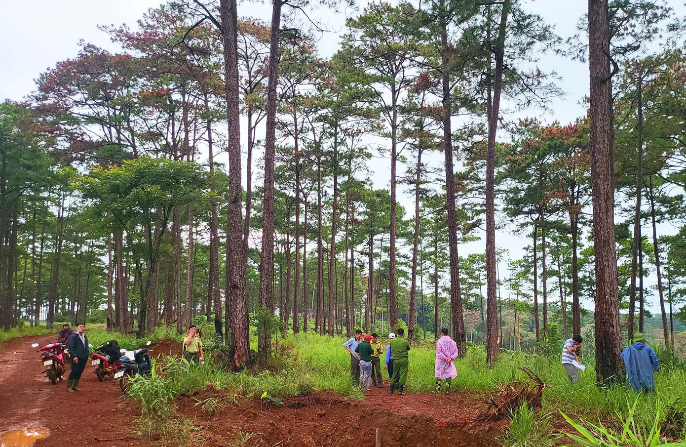 Cánh rừng ở tiểu khu 613 bị đầu độc