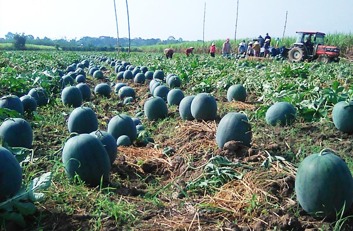 Đạ Tẻh có diện tích dưa hấu lớn nhất tỉnh Lâm Đồng Đạ Tẻh có diện tích dưa hấu lớn nhất tỉnh Lâm Đồng