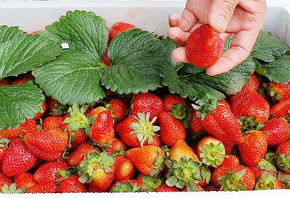 Dâu tây Trung Quốc trông khá bắt mắt