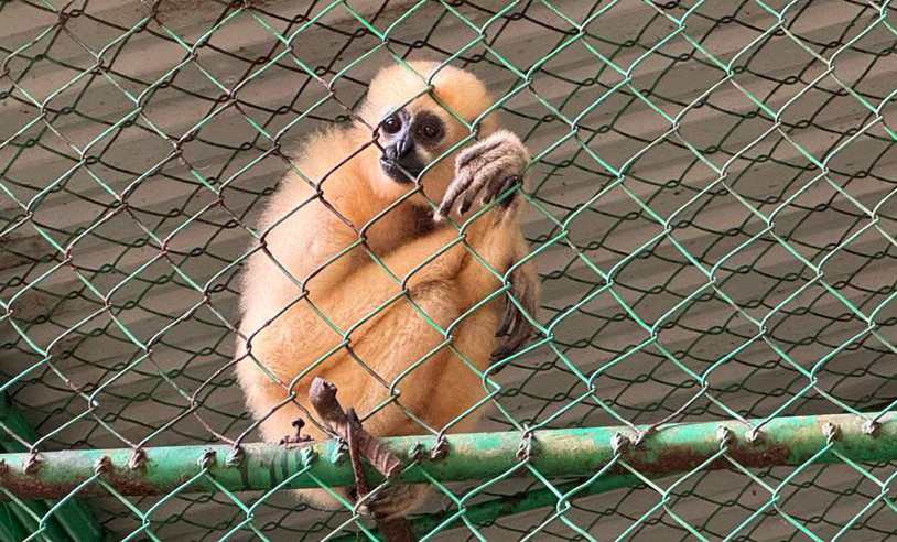 Con thú quý hiếm được điều trị vết thương, phục hồi bản năng hoang dã rồi thả về rừng