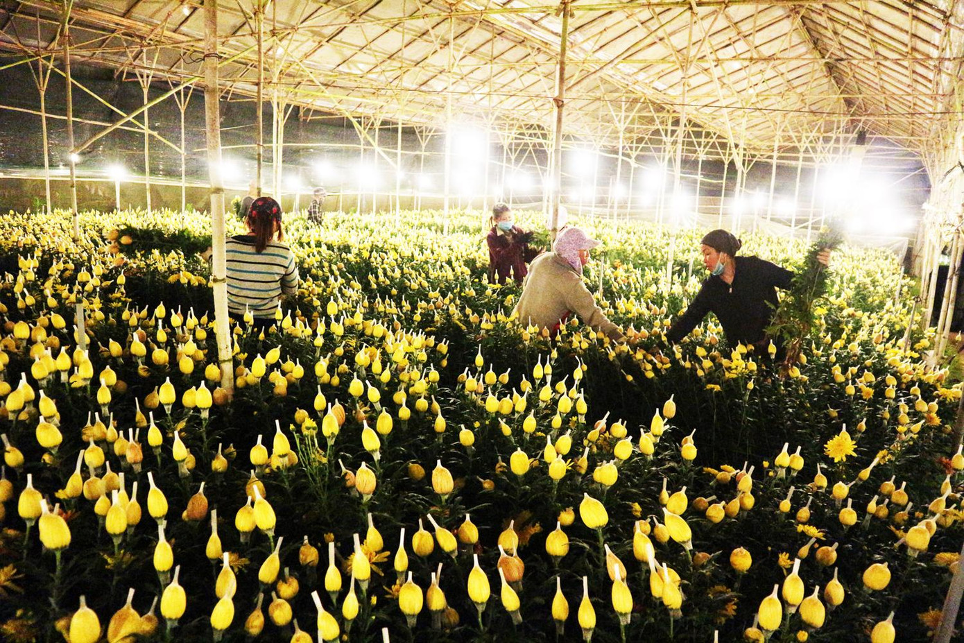 Chong đèn thu hoạch hoa cúc để đưa đi các tỉnh, thành tiêu thụ Chong đèn thu hoạch hoa cúc để đưa đi các tỉnh, thành tiêu thụ