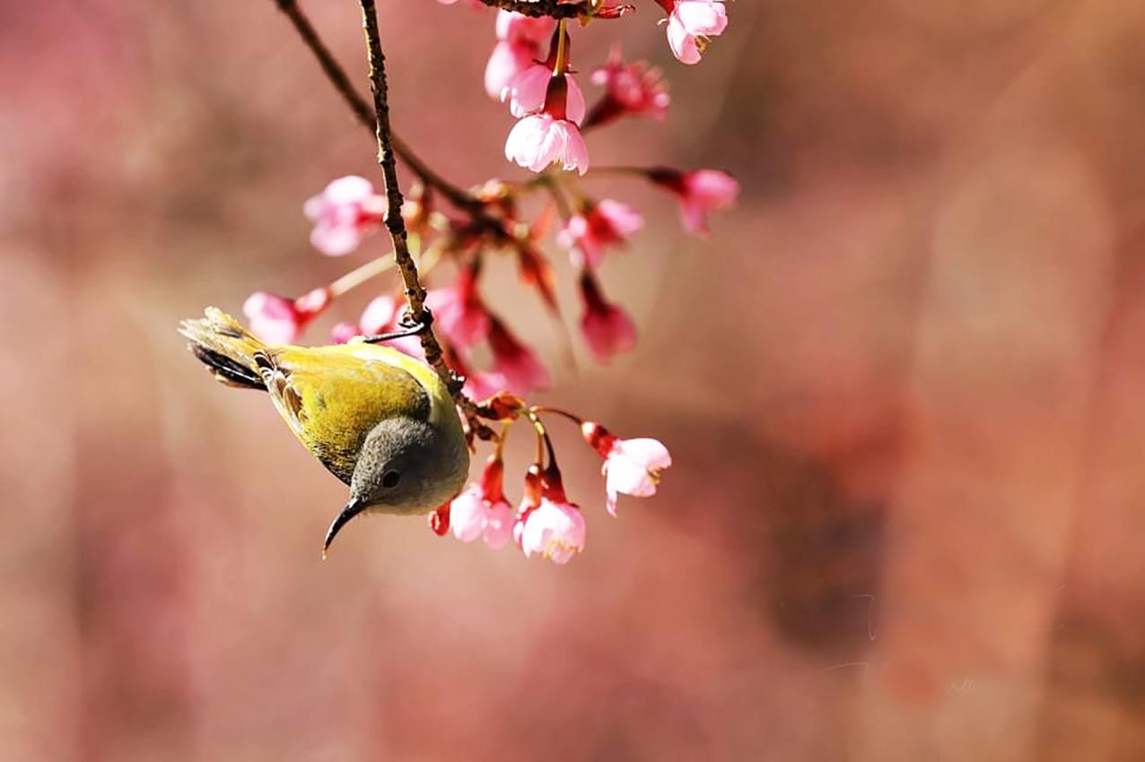 Đà Lạt là nơi trồng hoa và chim lý tưởng nhất Việt Nam - Ảnh: Võ Trang Đà Lạt là nơi trồng hoa và chim lý tưởng nhất Việt Nam - Ảnh: Võ Trang