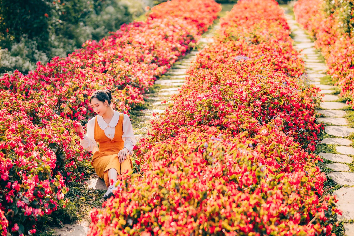 F Cánh đồng hoa trên đèo Mímosa F Cánh đồng hoa trên đèo Mímosa