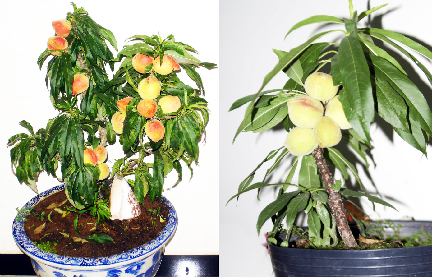 Những cây đào thất thốn trĩu quả của ông Vũ Thành Hưng Những cây đào thất thốn trĩu quả của ông Vũ Thành Hưng