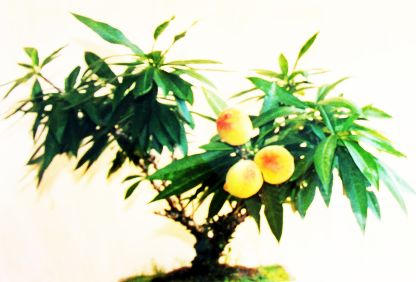 Loại đào quý hiếm, xa xỉ bậc nhất ở Đà Lạt ảnh 6 Loại đào quý hiếm, xa xỉ bậc nhất ở Đà Lạt ảnh 6