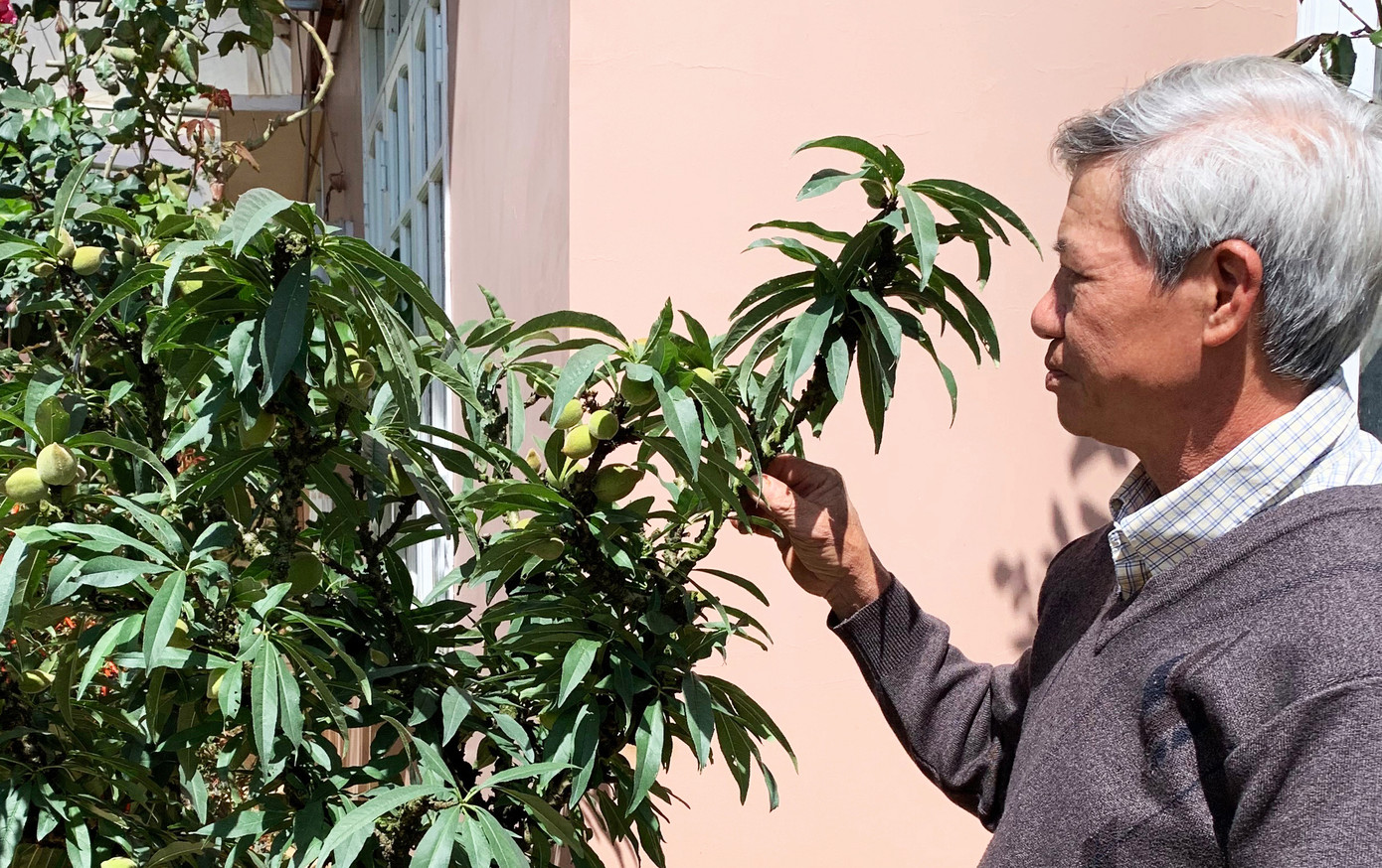 Chăm sóc cây đào thất thốn Đà Lạt Chăm sóc cây đào thất thốn Đà Lạt