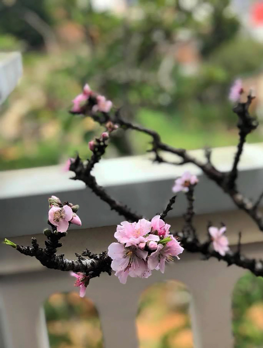 Cây đào thất thốn Đà Lạt của anh Bùi Văn Sang Cây đào thất thốn Đà Lạt của anh Bùi Văn Sang