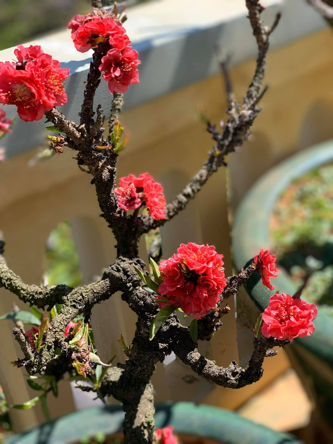 Giống đào thất thốn Nhật Tân phát triển tốt tại Đà Lạt Giống đào thất thốn Nhật Tân phát triển tốt tại Đà Lạt