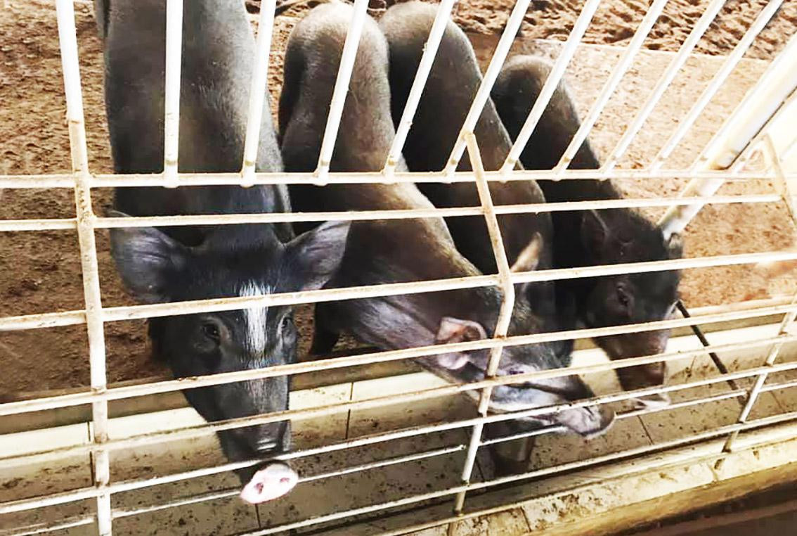 Thịt heo rừng lai săn chắc, được thị trường ưa chuộng