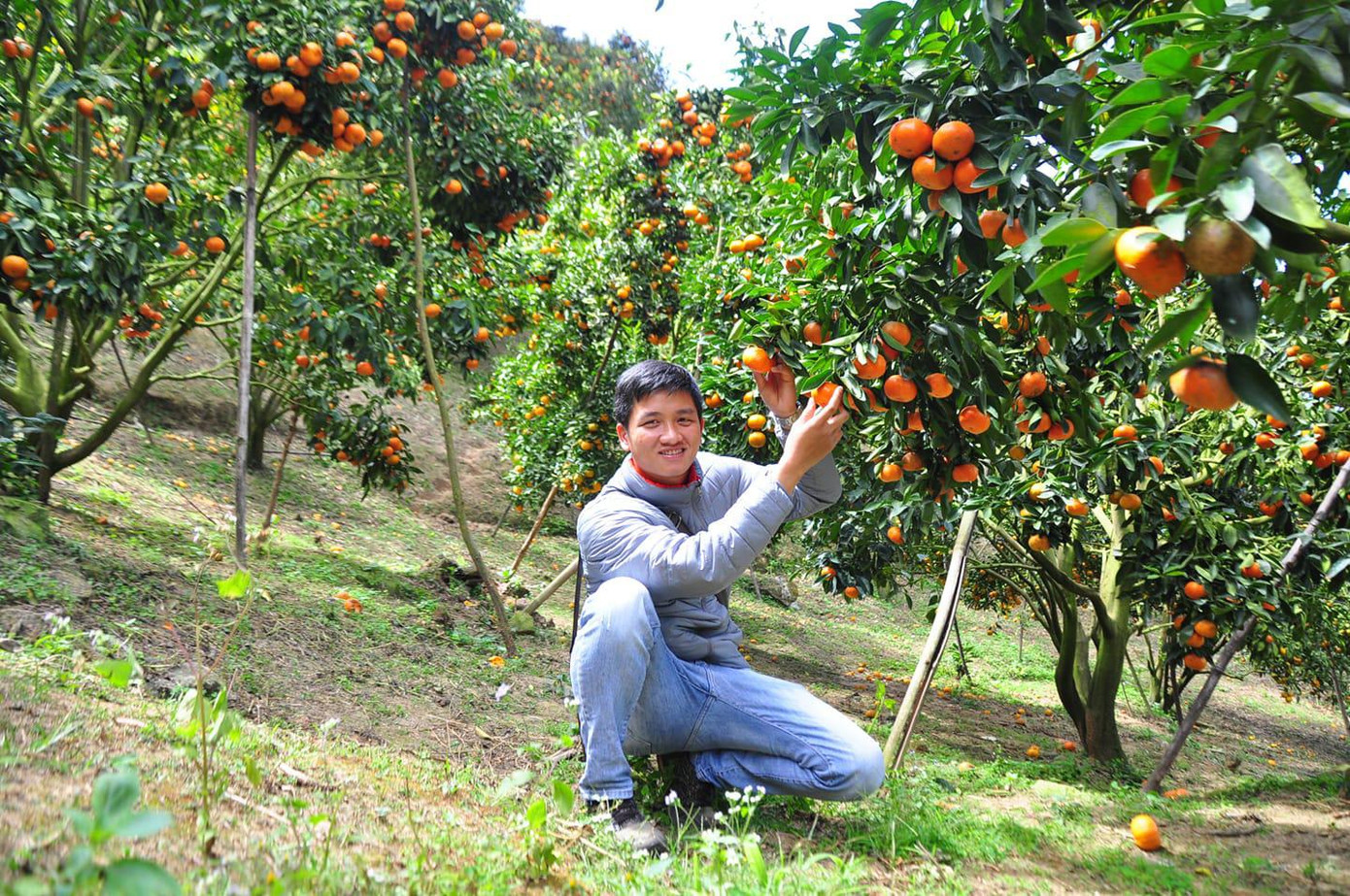 Các bạn trẻ hào hứng chụp ảnh trong vườn quýt ở D'ran