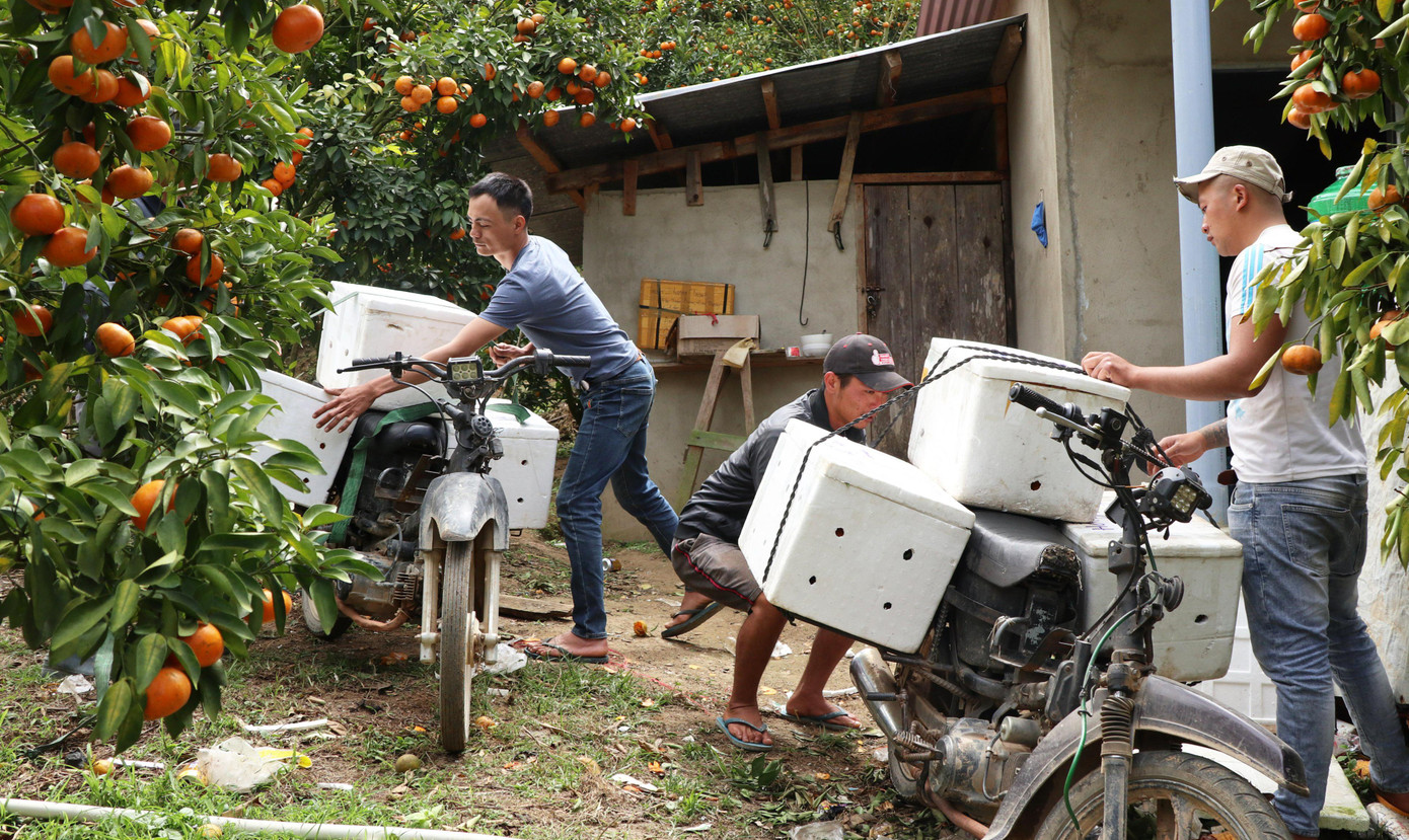 Vận chuyển quýt ra khỏi vườn