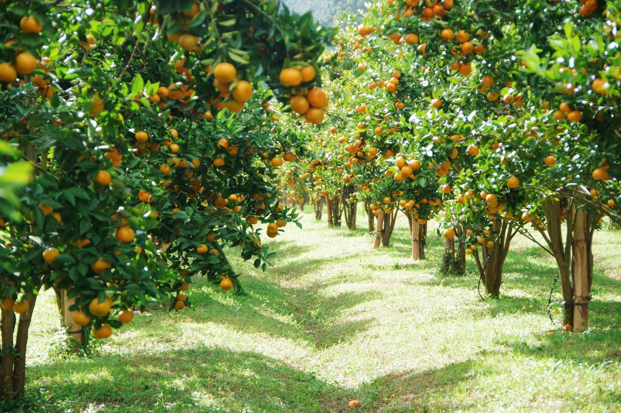 Vườn quýt ở xã P'ró. Ảnh: Bông sen trắng
