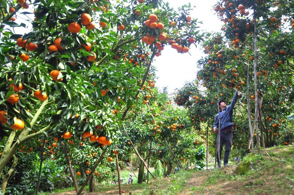 Thu hoạch quýt ở D'ran