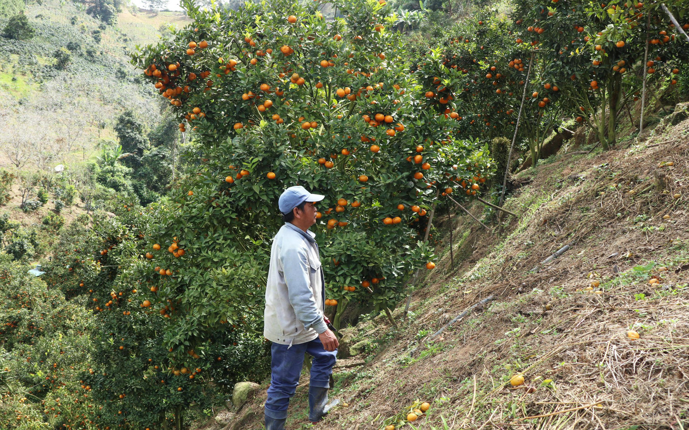 Quýt được trồng nhiều trên sườn đồi
