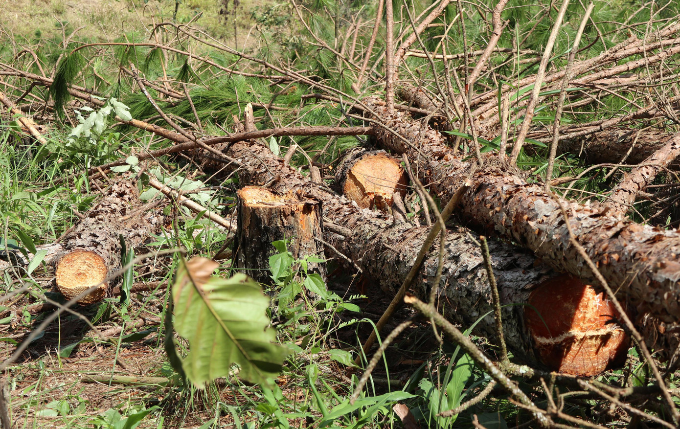 Thông bị cưa hạ hàng loạt Thông bị cưa hạ hàng loạt