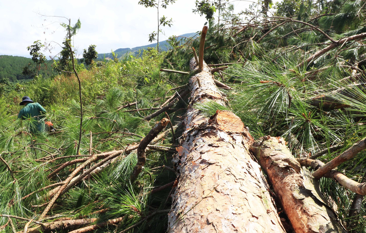 Cây thông có đường kính lớn bị cưa hạ Cây thông có đường kính lớn bị cưa hạ