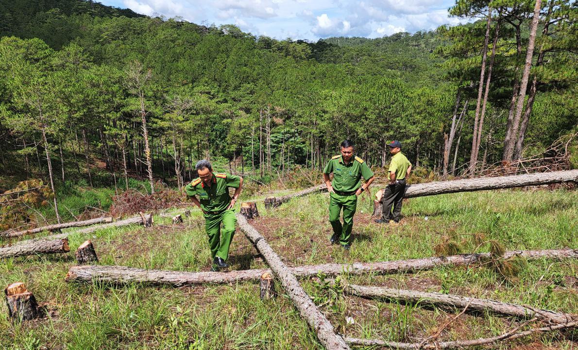 Lực lượng chức năng khám nghiệm hiện trường vụ triệt hạ thông