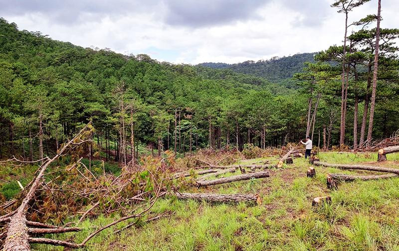 Vạt rừng bị phá trắng