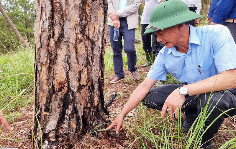 Lãnh đạo tỉnh xem xét lỗ khoan mà các đối tượng đổ hóa chất vào để đầu độc cây thông