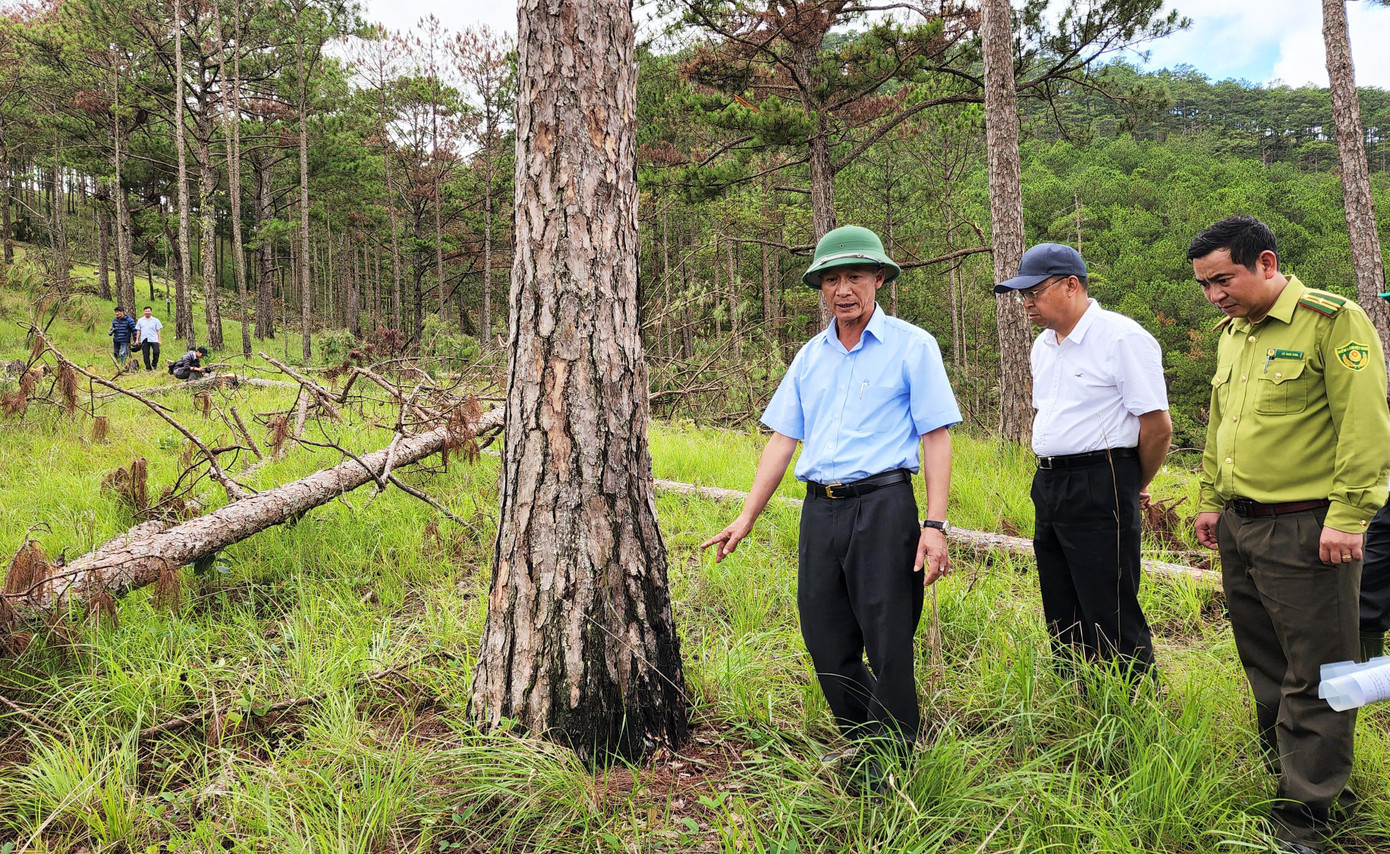 Chủ tịch tỉnh Lâm Đồng (đội mũ cối) kiểm tra hiện trường vụ phá rừng