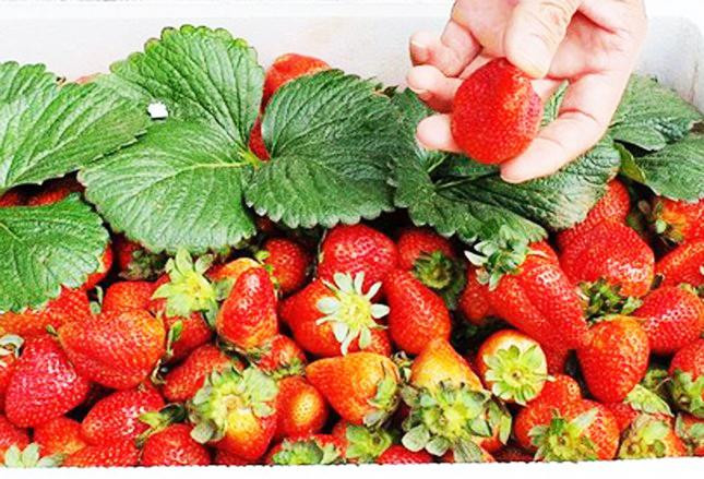 Sau 22 ngày, dâu tây nghi của Trung Quốc vẫn tươi rói như mới hái ngoài vườn