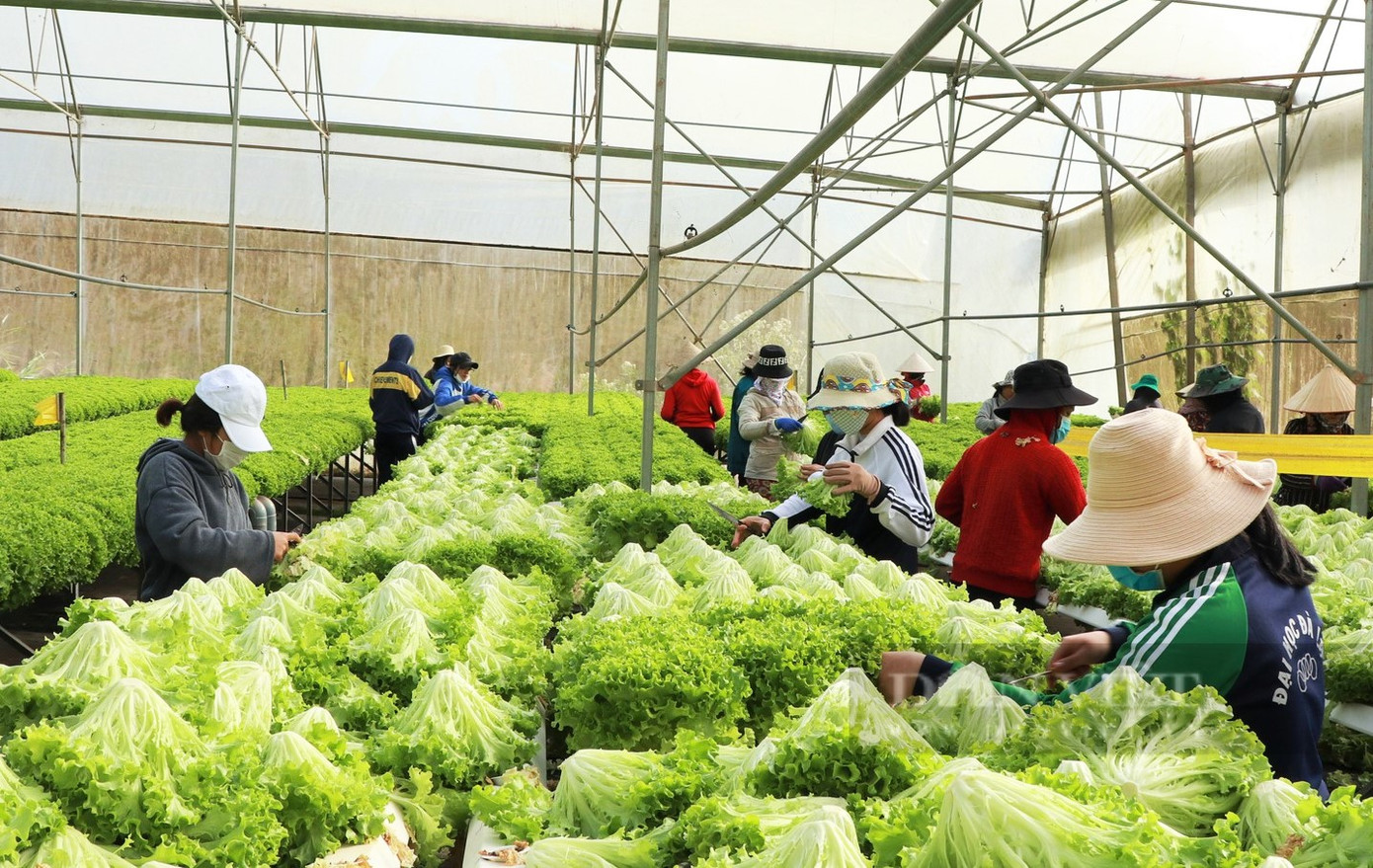 Sản xuất rau là thế mạnh ở Lâm Đồng nhưng quý I chưa thu hút được nhà đầu tư mới