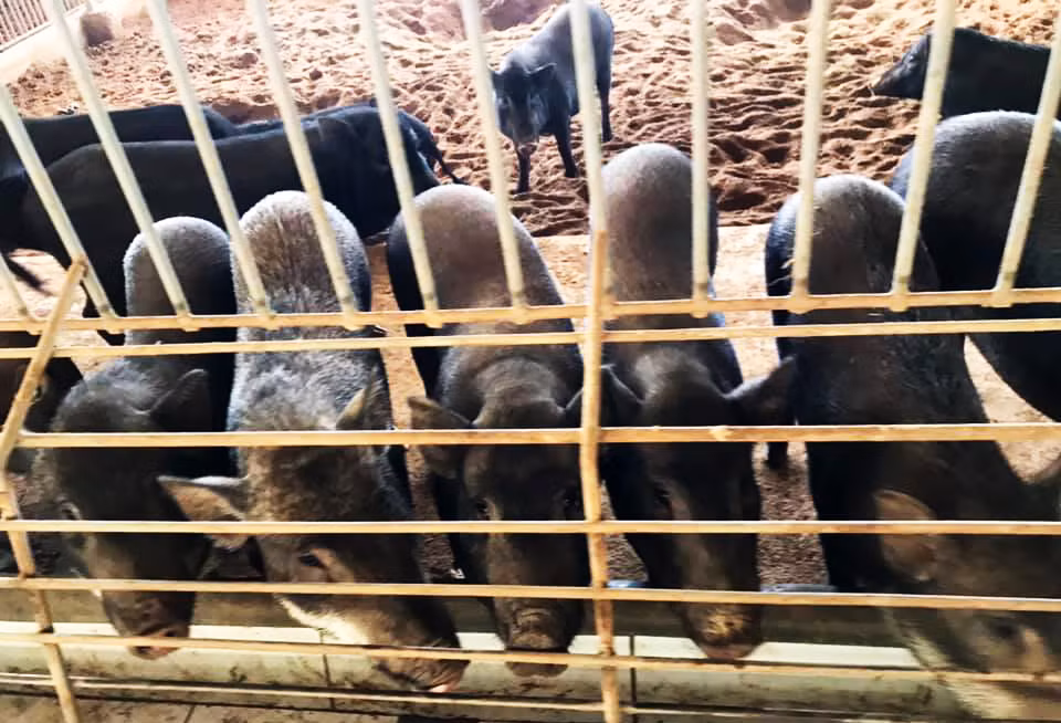 Ngành chăn nuôi gặp khó vì giá thức ăn cho gia súc, gia cầm khá cao. Ngành chăn nuôi gặp khó vì giá thức ăn cho gia súc, gia cầm khá cao.
