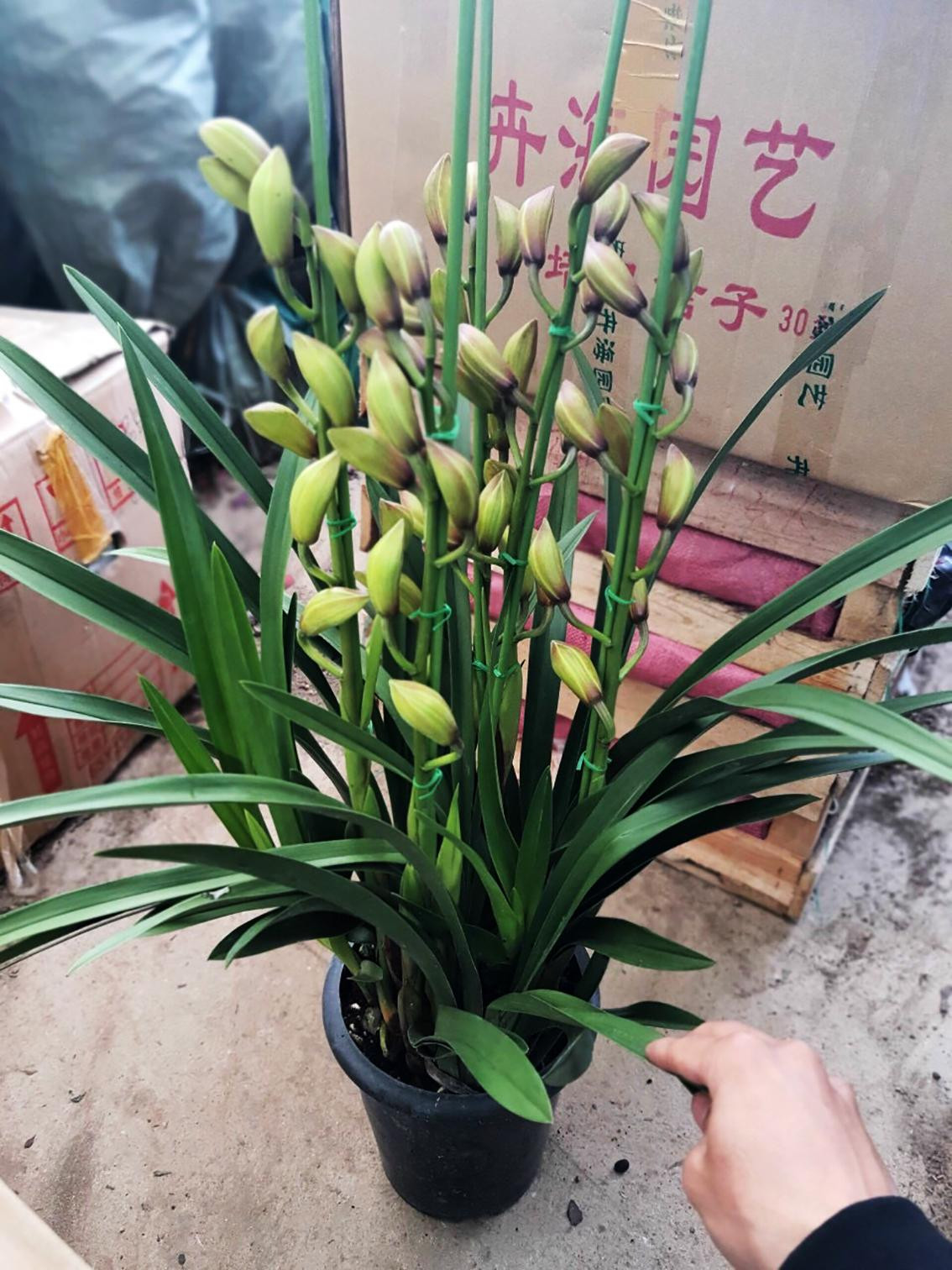 Hoa lan Trung Quốc thâm nhập thị trường Việt Nam Hoa lan Trung Quốc thâm nhập thị trường Việt Nam