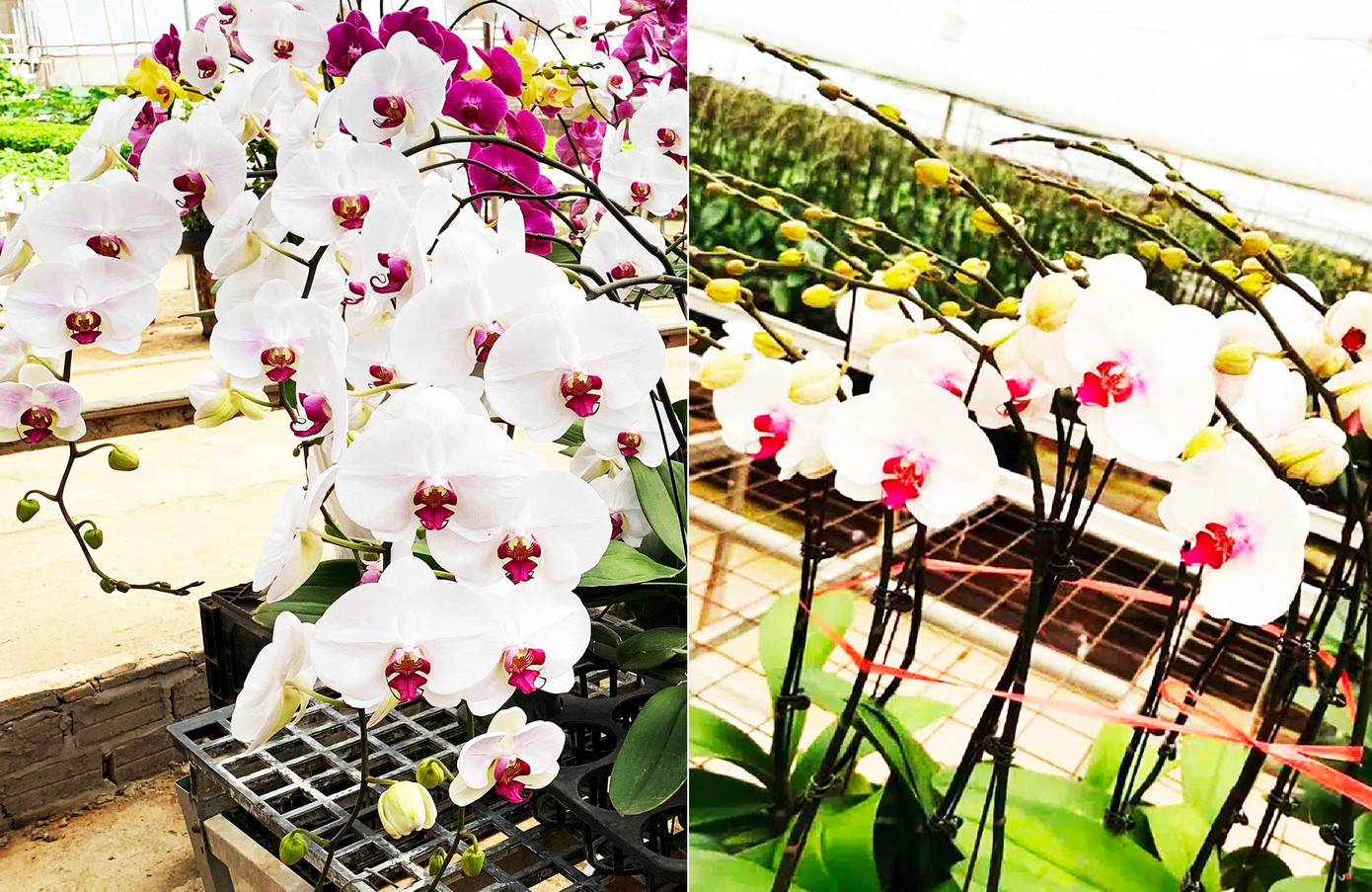 Lan hồ điệp Đà Lạt (ảnh trái) cành dài, cánh dày và lâu tàn hơn hoa Trung Quốc Lan hồ điệp Đà Lạt (ảnh trái) cành dài, cánh dày và lâu tàn hơn hoa Trung Quốc