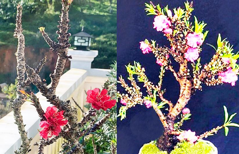 Đào thất thốn Việt Nam (trái) đẹp hơn hẳn đào mini Trung Quốc Đào thất thốn Việt Nam (trái) đẹp hơn hẳn đào mini Trung Quốc