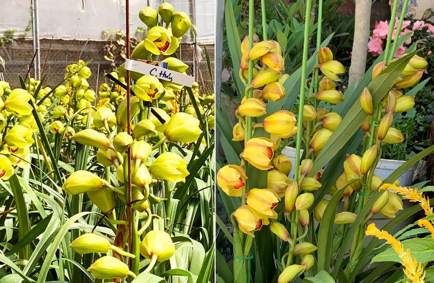 Lan Đà Lạt (trái) cành khỏe, dài,nhiều bông hơn lan Trung Quốc Lan Đà Lạt (trái) cành khỏe, dài,nhiều bông hơn lan Trung Quốc