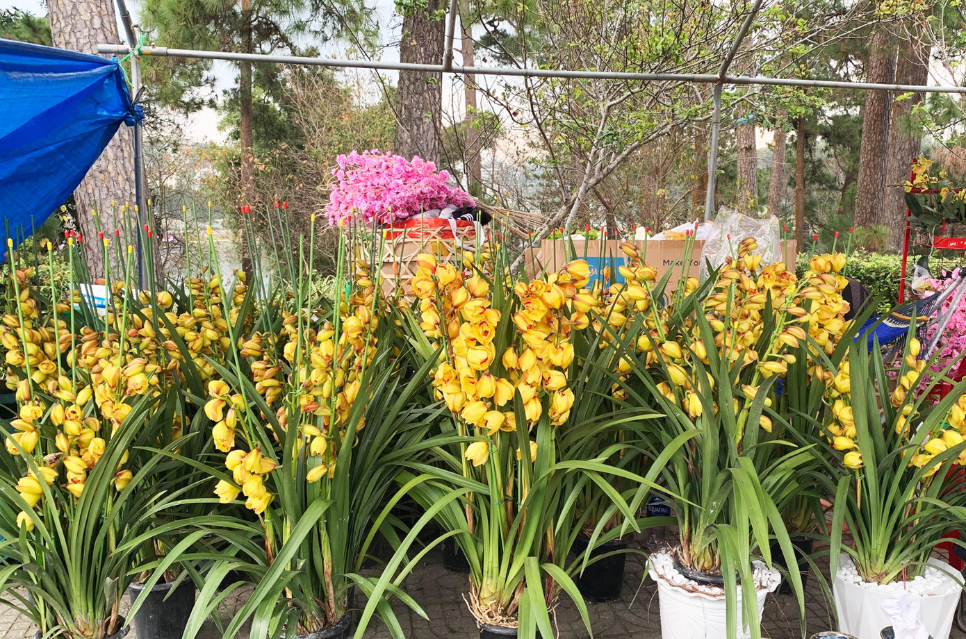 Lan Trung Quốc được tút tát rồi bày bán tại Đà Lạt Lan Trung Quốc được tút tát rồi bày bán tại Đà Lạt