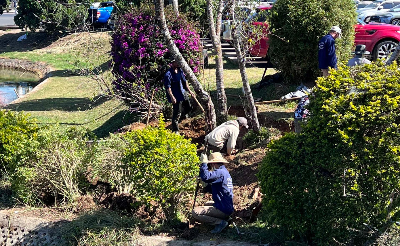 Hội SVCLĐ đang cho người bứng cây để trả lại mặt bằng ốc đảo Bích Câu