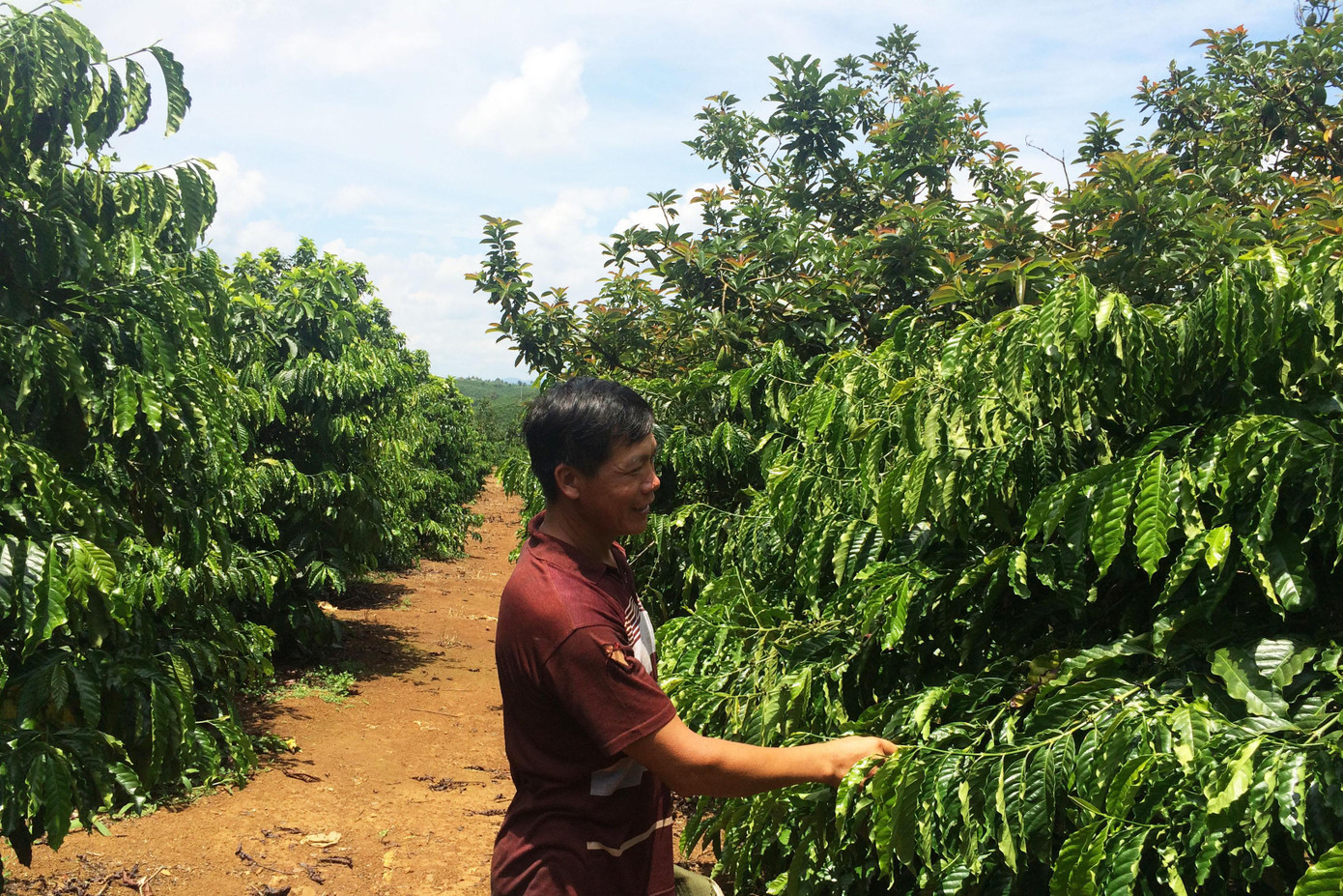 Trồng xen cây bơ trong vườn cà phê cho hiệu quả kinh tế cao