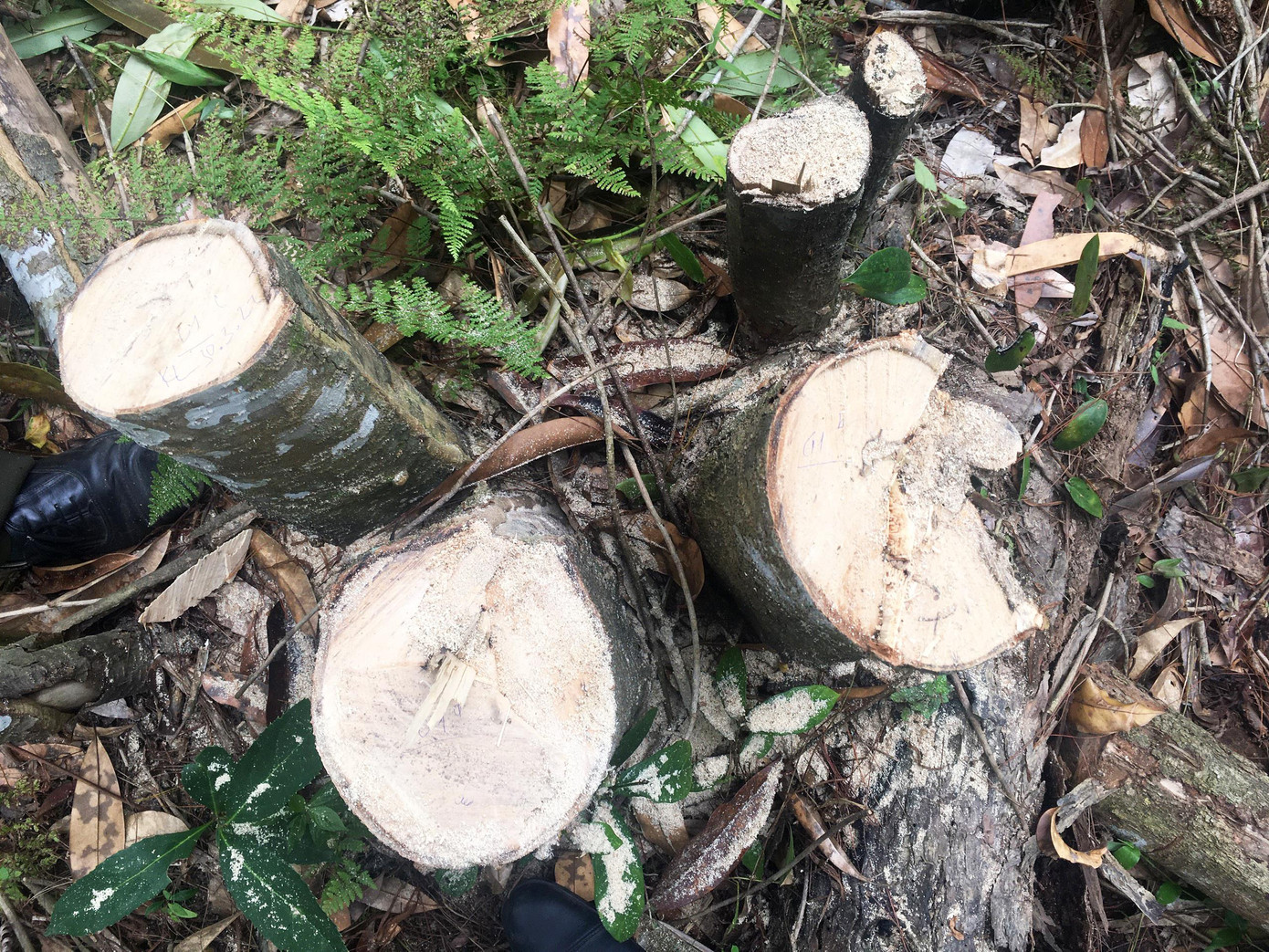 Hiện trường vụ phá rừng