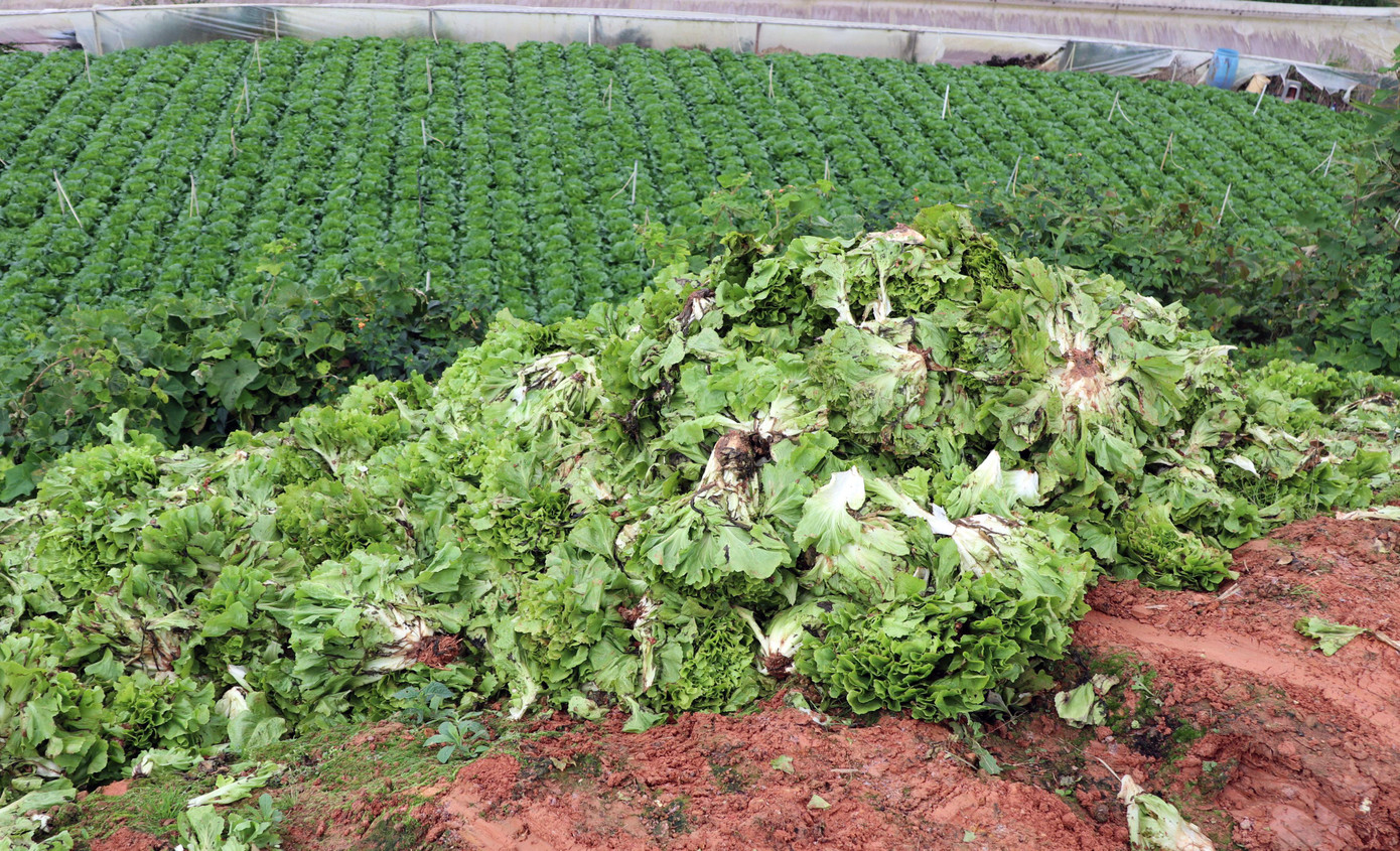 Rau bị nhổ bỏ, chất đống tại vườn Rau bị nhổ bỏ, chất đống tại vườn