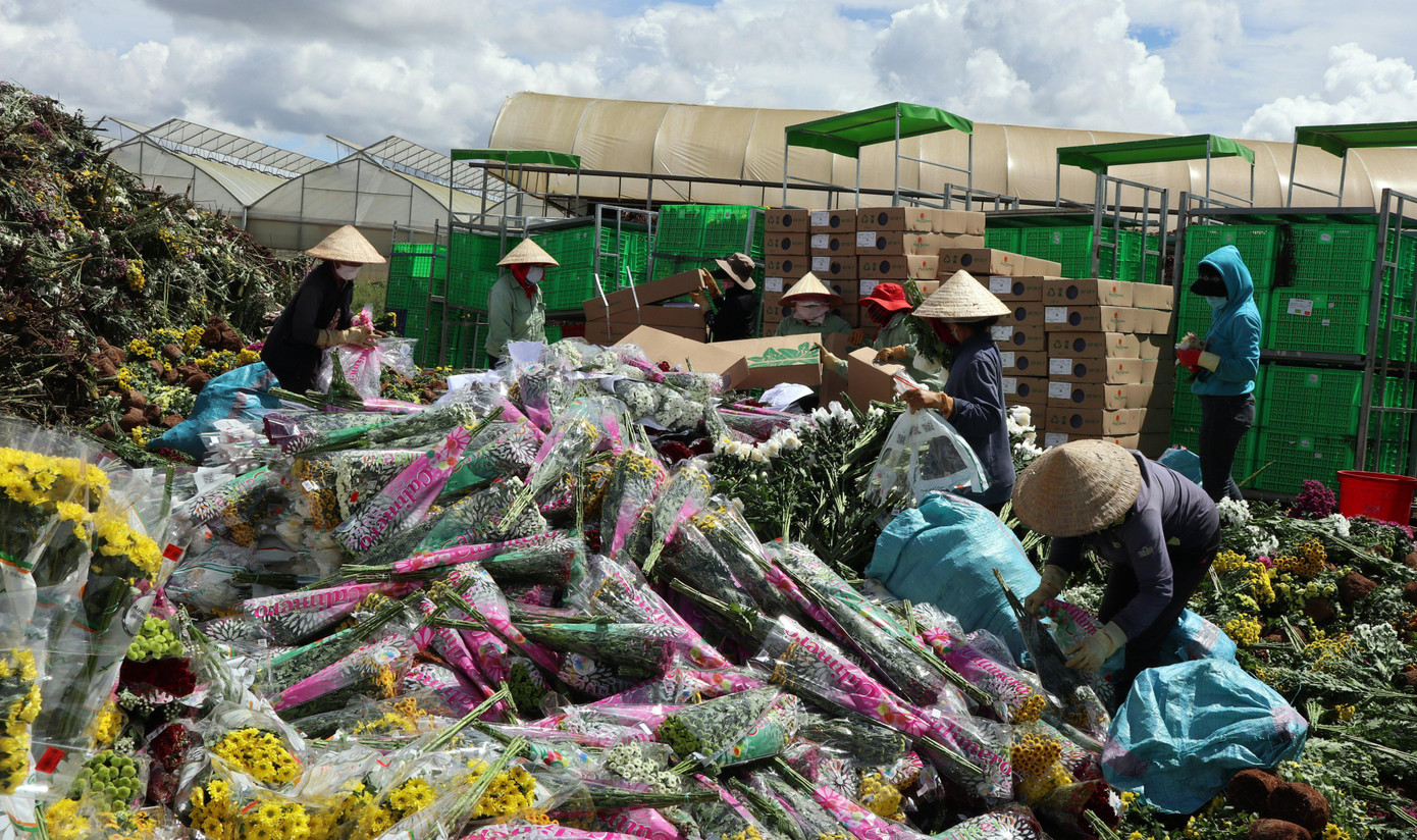 Hoa tồn đọng chất hàng đống, chuẩn bị mang đi làm phân Hoa tồn đọng chất hàng đống, chuẩn bị mang đi làm phân