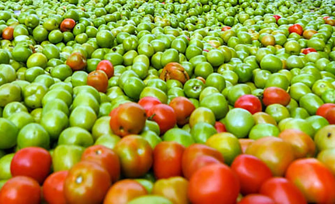 Gom cà chua bị bỏ ngoài đồng về cho heo ăn Gom cà chua bị bỏ ngoài đồng về cho heo ăn