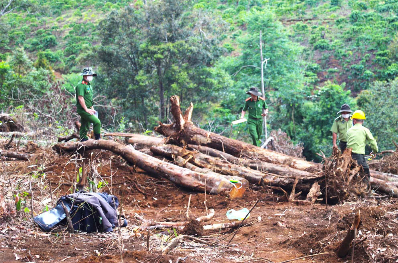 Lực lượng chức năng khám nghiệm hiện trường vụ phá rừng