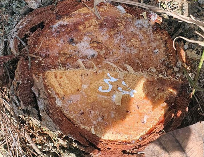 Nhựa cây ứa ra Nhựa cây ứa ra