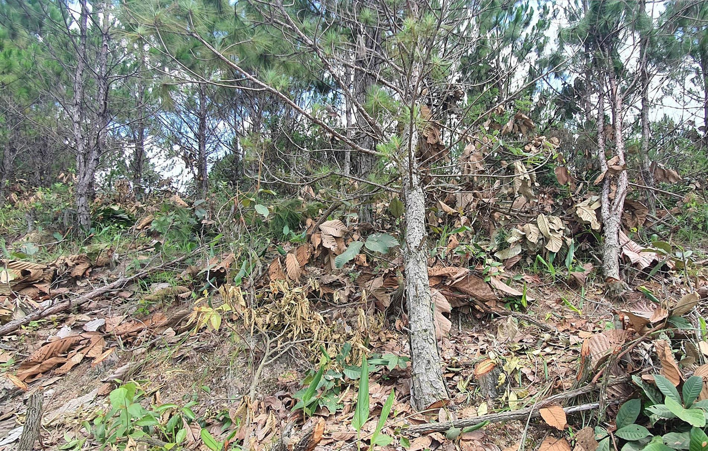 Cây rừng ngã rạp Cây rừng ngã rạp