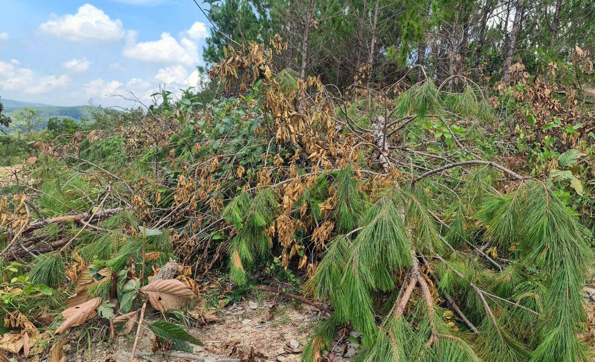 Cây thông bị cưa hạ, lá vẫn còn xanh Cây thông bị cưa hạ, lá vẫn còn xanh
