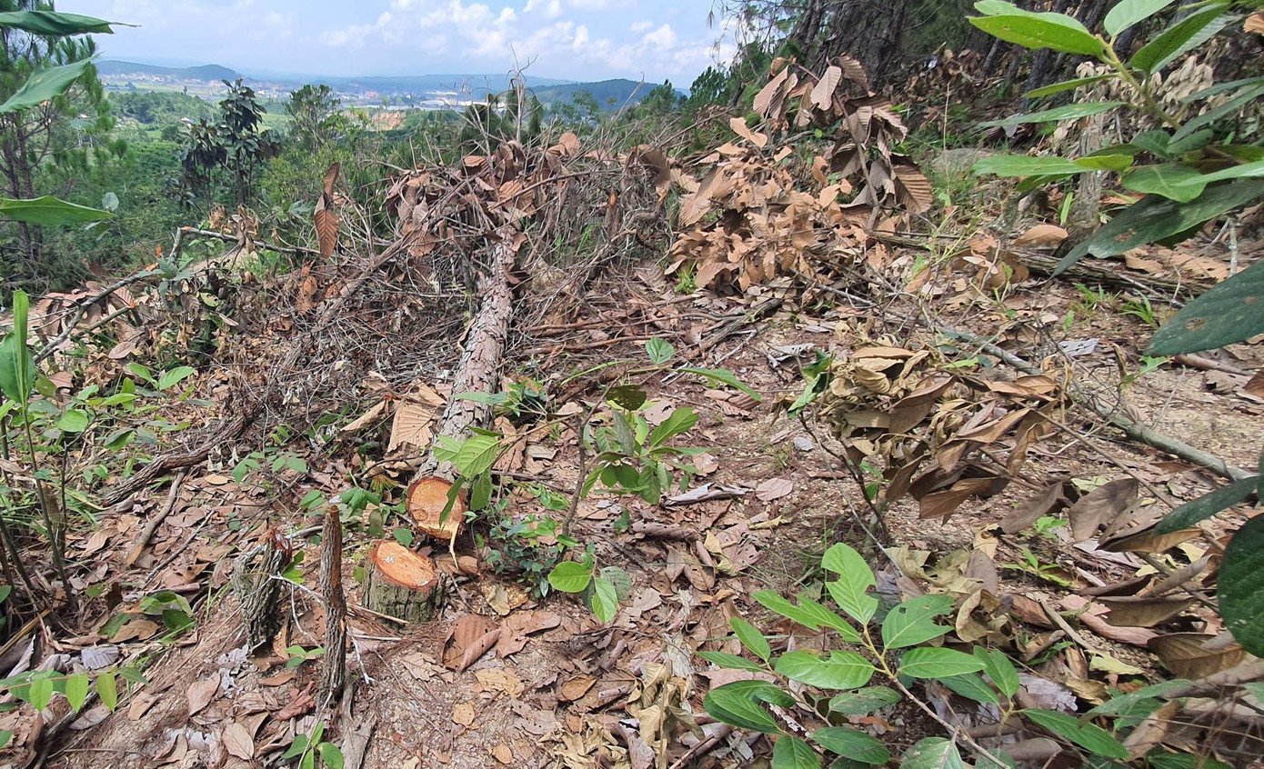 Cánh rừng bị phá có hướng nhìn về thị trấn Đinh Văn Cánh rừng bị phá có hướng nhìn về thị trấn Đinh Văn