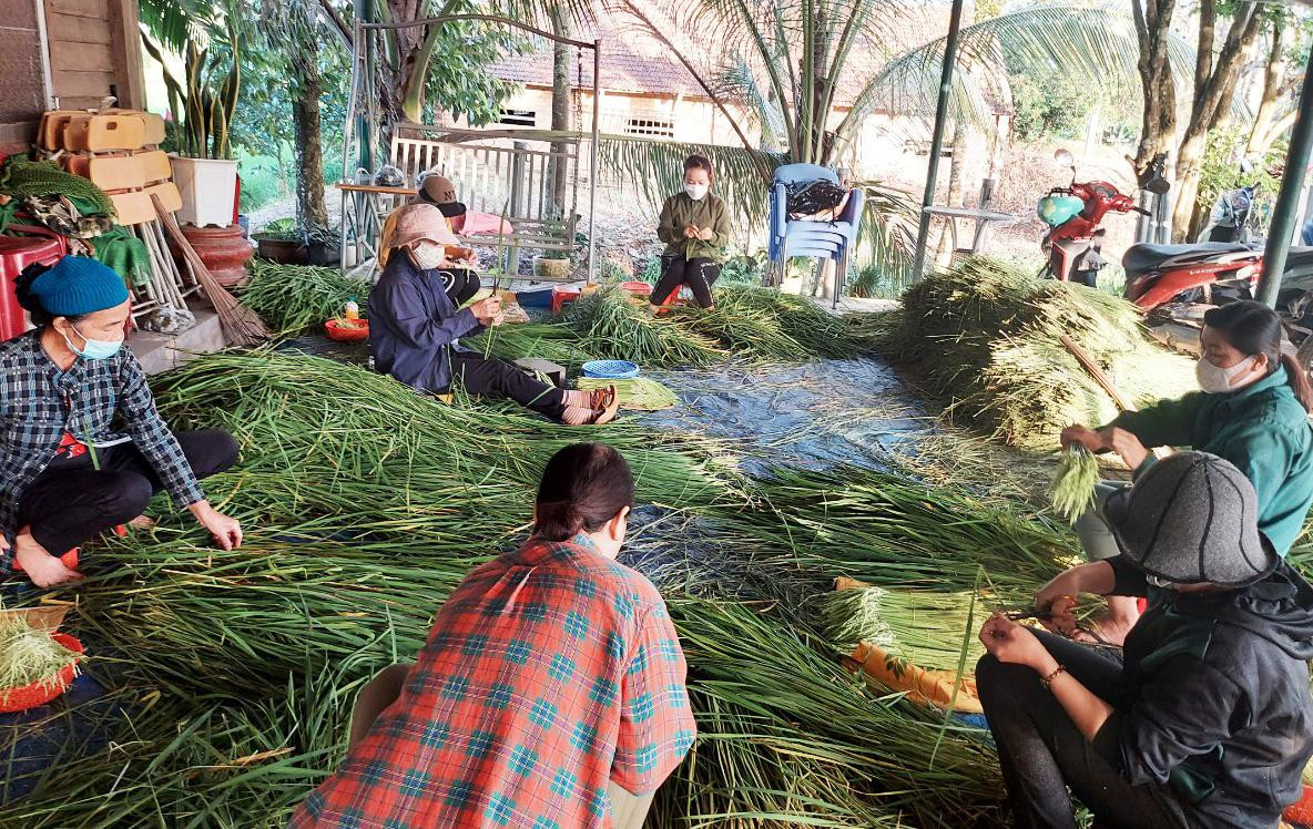 Lựa chọn đòng đòng nếp quýt để ngâm rượu Lựa chọn đòng đòng nếp quýt để ngâm rượu