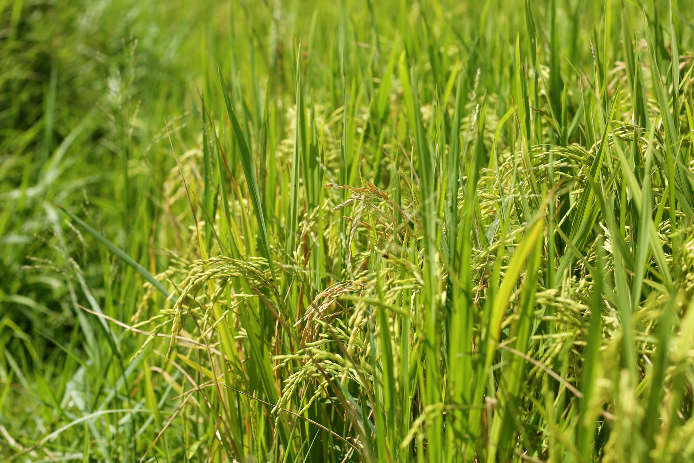 Bông lúa nếp quýt Bông lúa nếp quýt